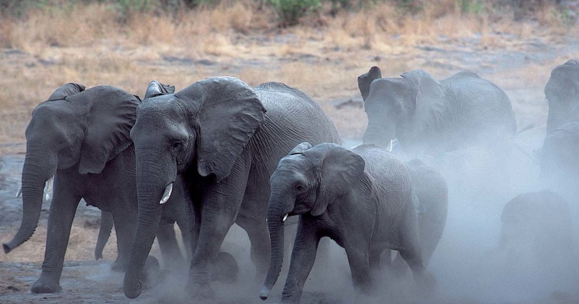 Namibia sees rhino poaching drop as elephants face increased threat