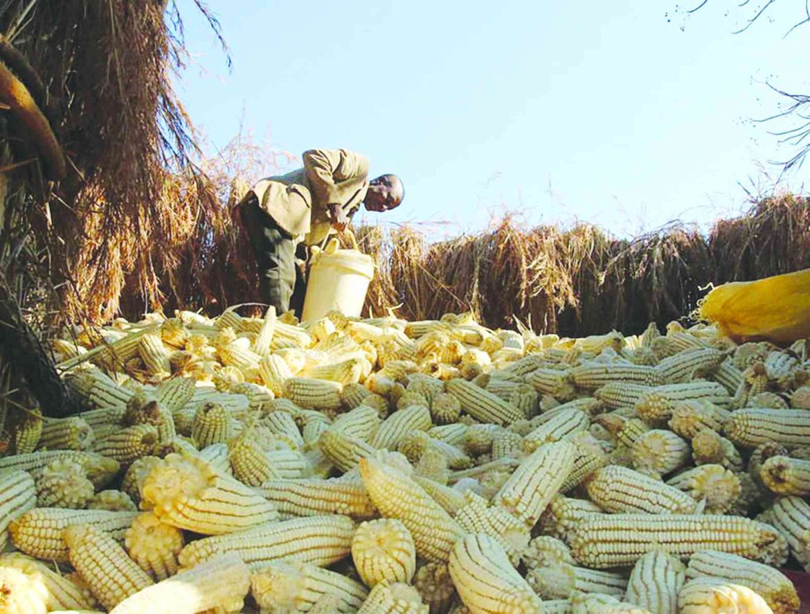 South Africa welcomes Zimbabwe’s lifting of maize import ban