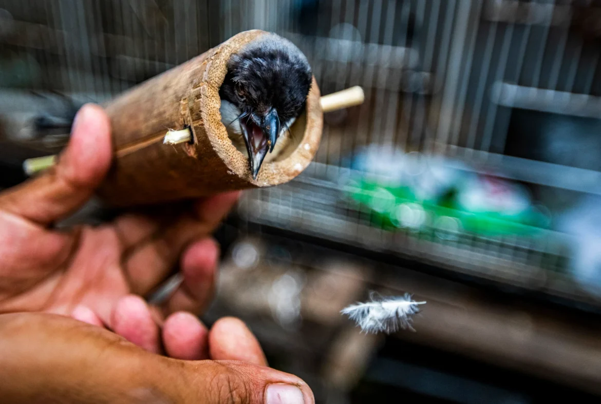 Indonesia foils smuggling attempt of protected bird species in Southwest Papua