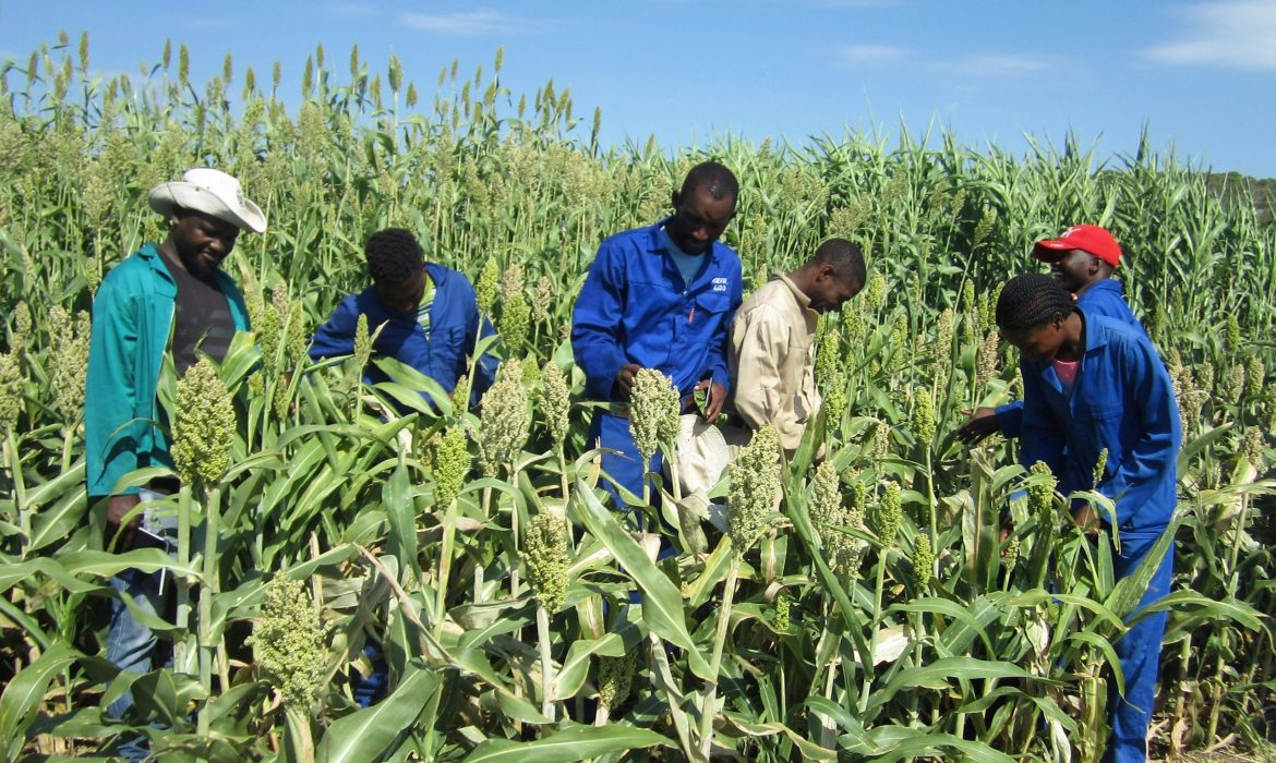 Namibia progresses agri-food strategy with AU support