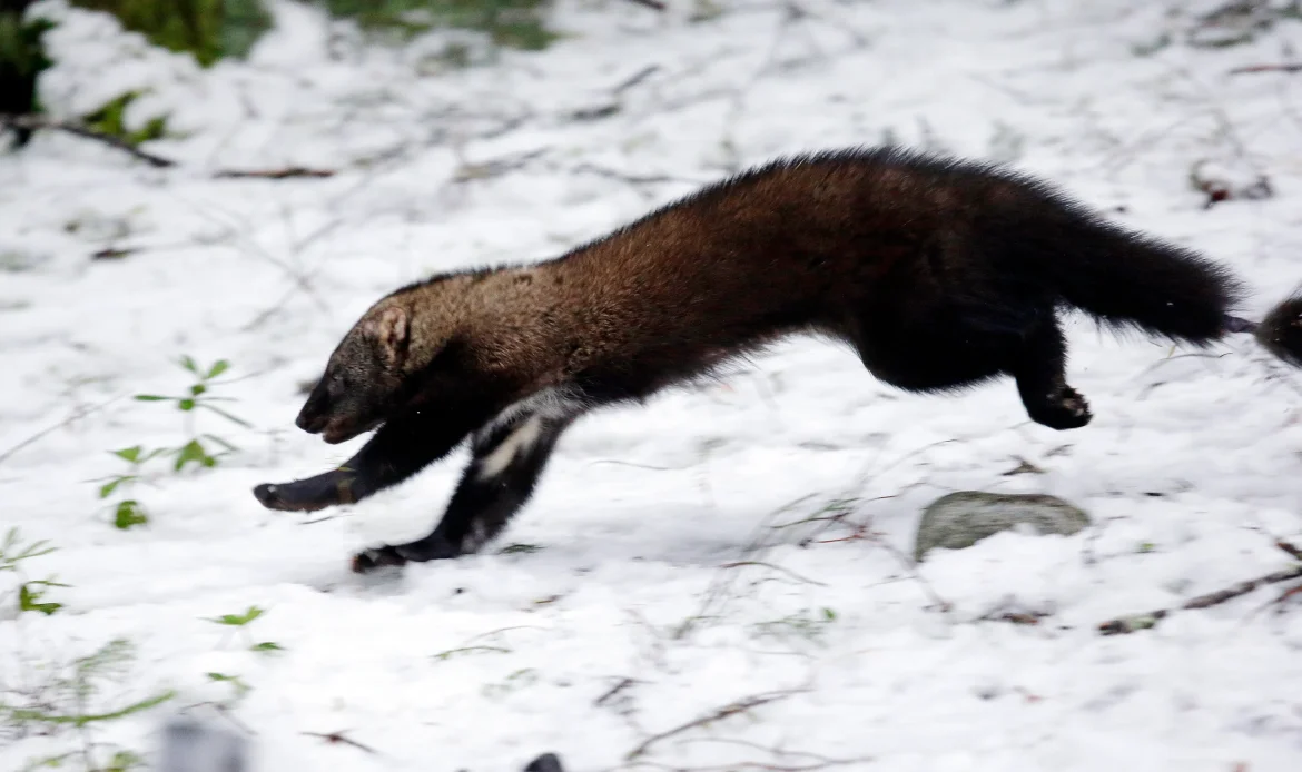 New weasel species discovered in SW China nature reserve