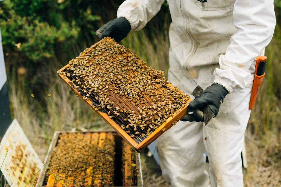 Manuka honey production may harm New Zealand ecosystems