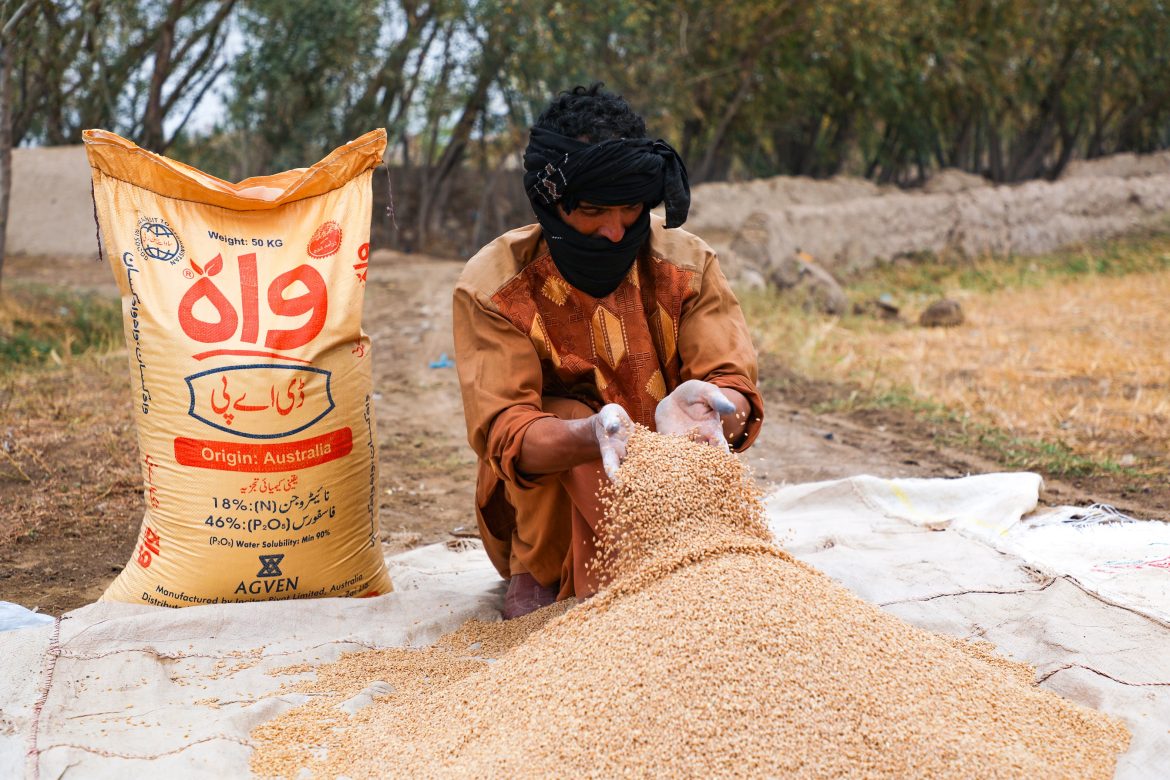 FAO distributes over 87,000 wheat cultivation packages to Afghan farmers