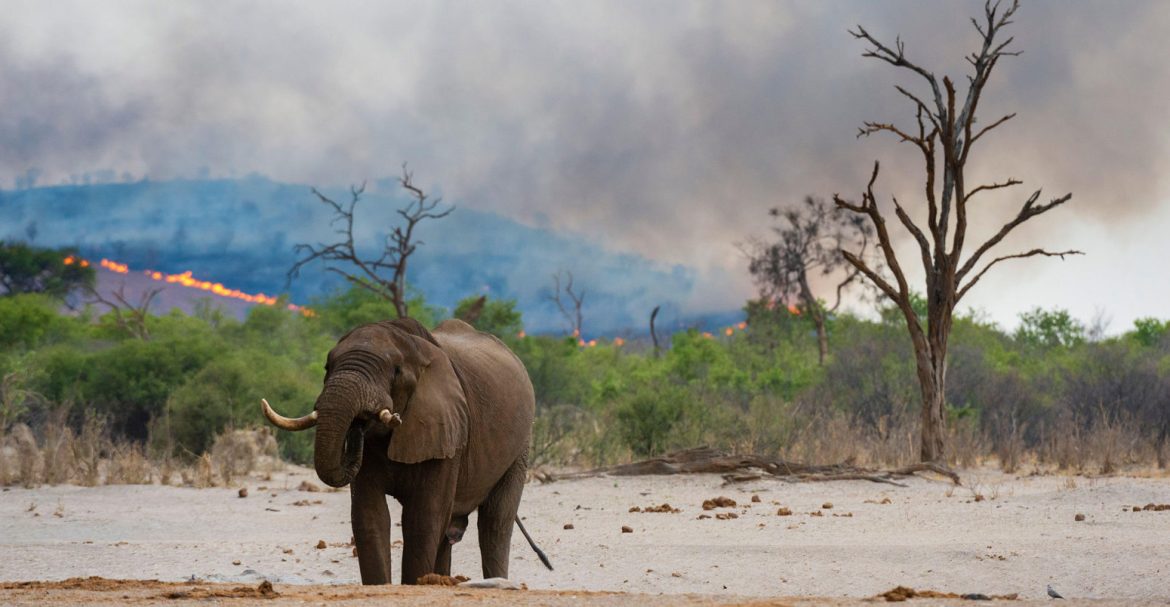 Sub-Saharan Africa loses nearly quarter of biodiversity: study