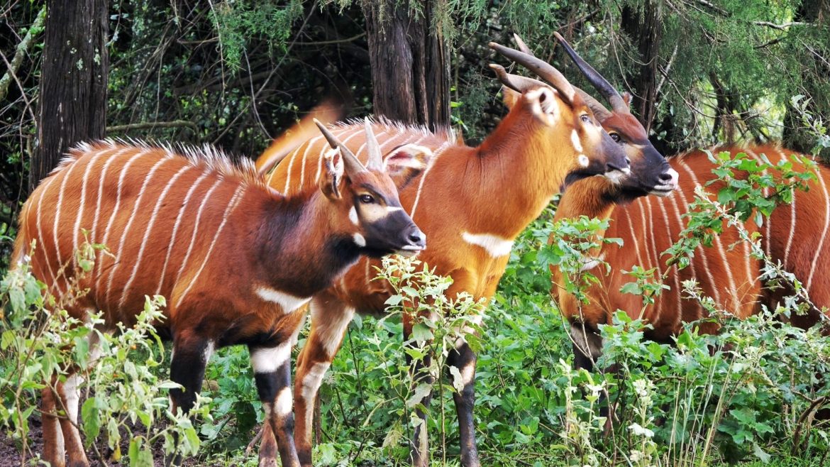 Kenya celebrates birth of 100th mountain bongo