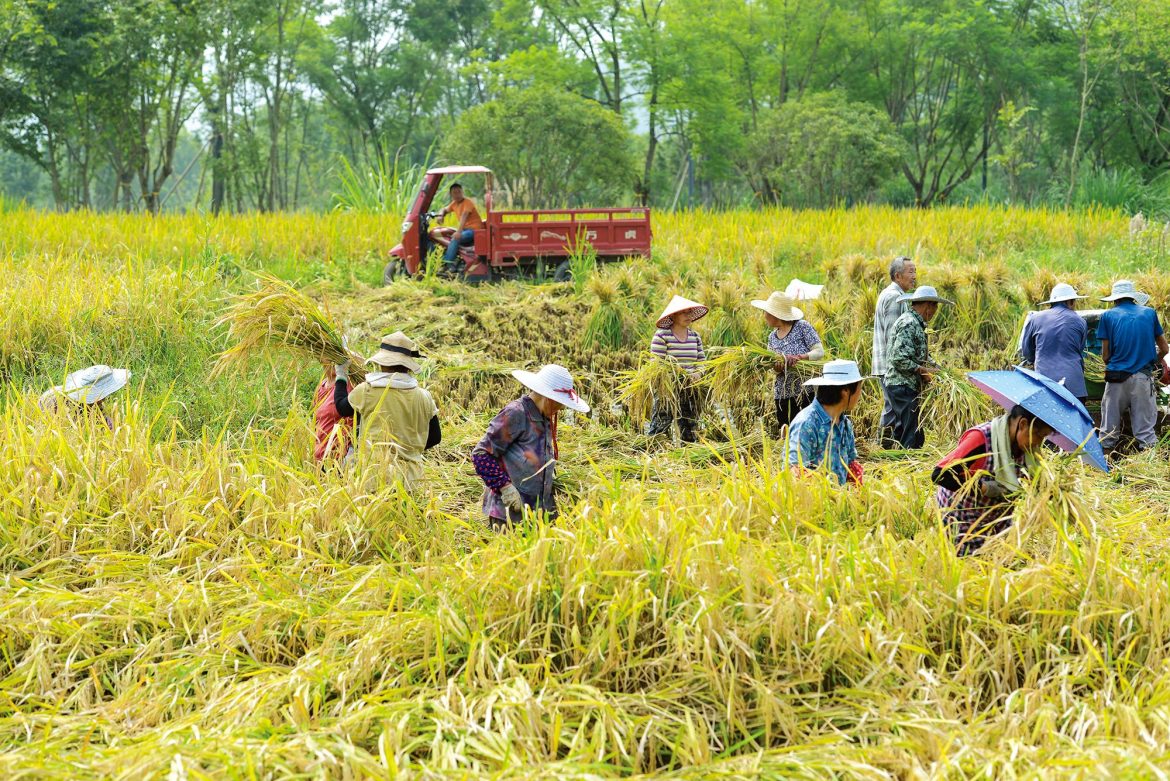 Determined partnership makes farming pay handsomely in east China
