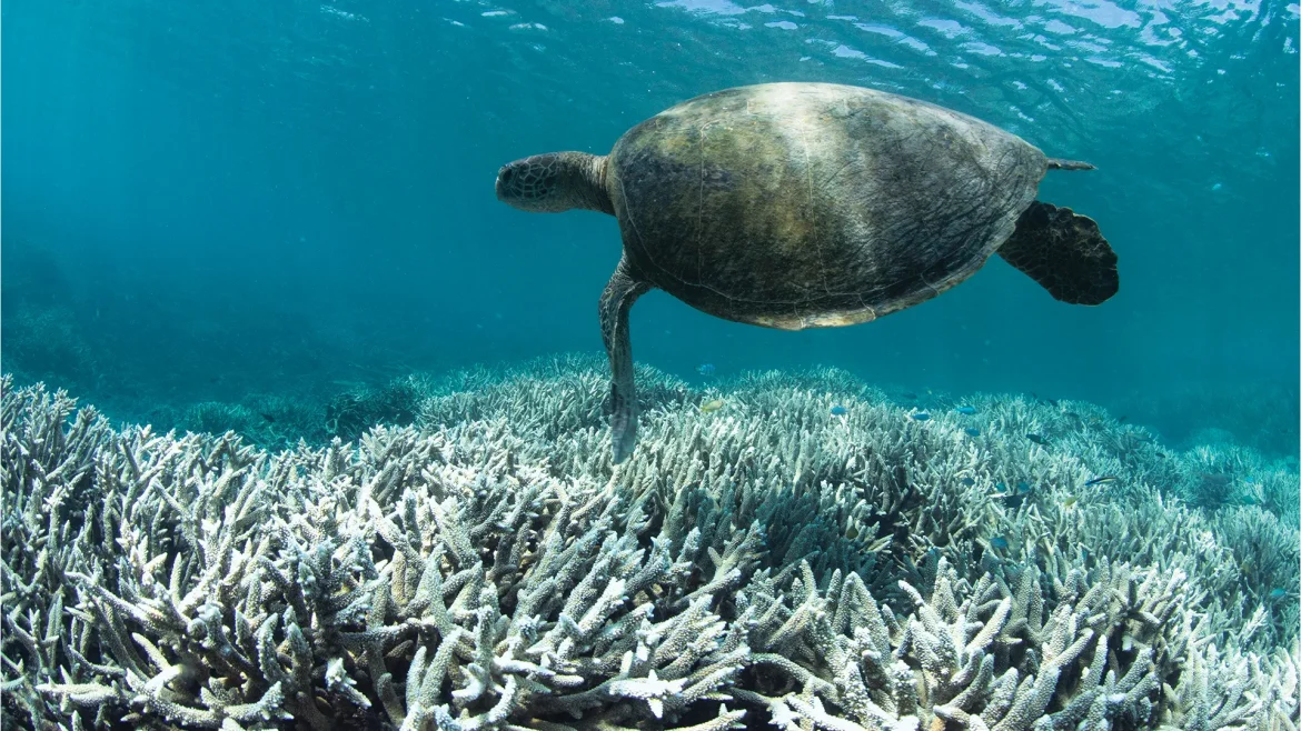 Australian study links calm seas to worsening coral bleaching on Great Barrier Reef