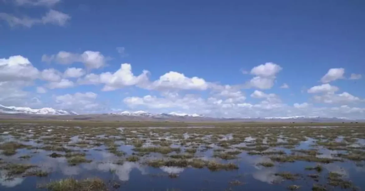 China’s wetland area ranks first in Asia, 4th globally