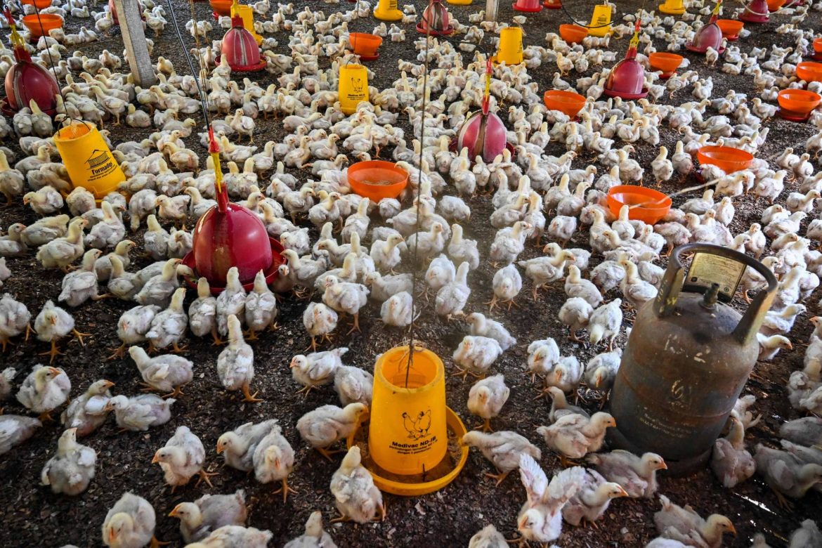 Japan confirms bird flu outbreak in Iwate Prefecture