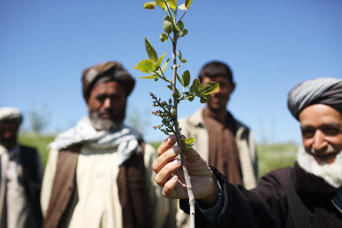 Afghan gov’t launches sapling campaign to boost green areas, support environment
