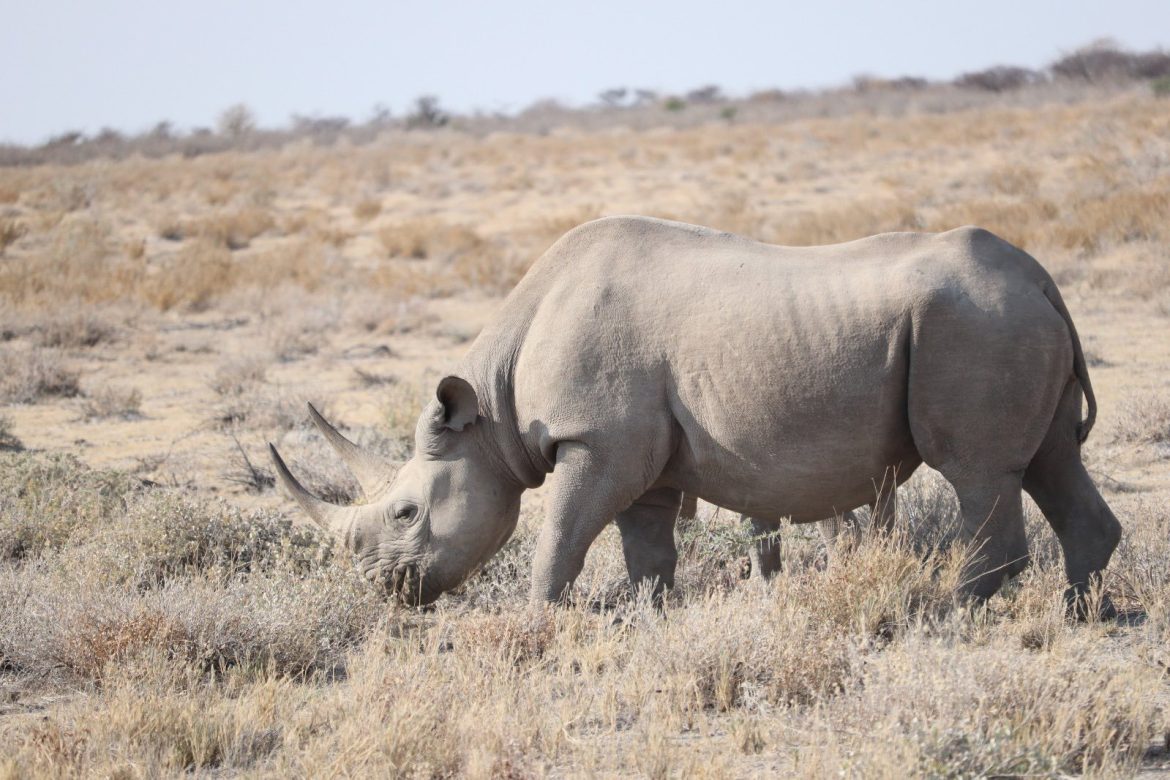 Namibia reaffirms commitment to sustainable conservation
