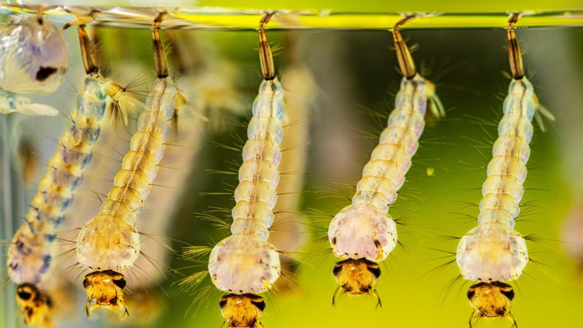 New Zealand steps up monitoring after exotic mosquito larvae found in Auckland