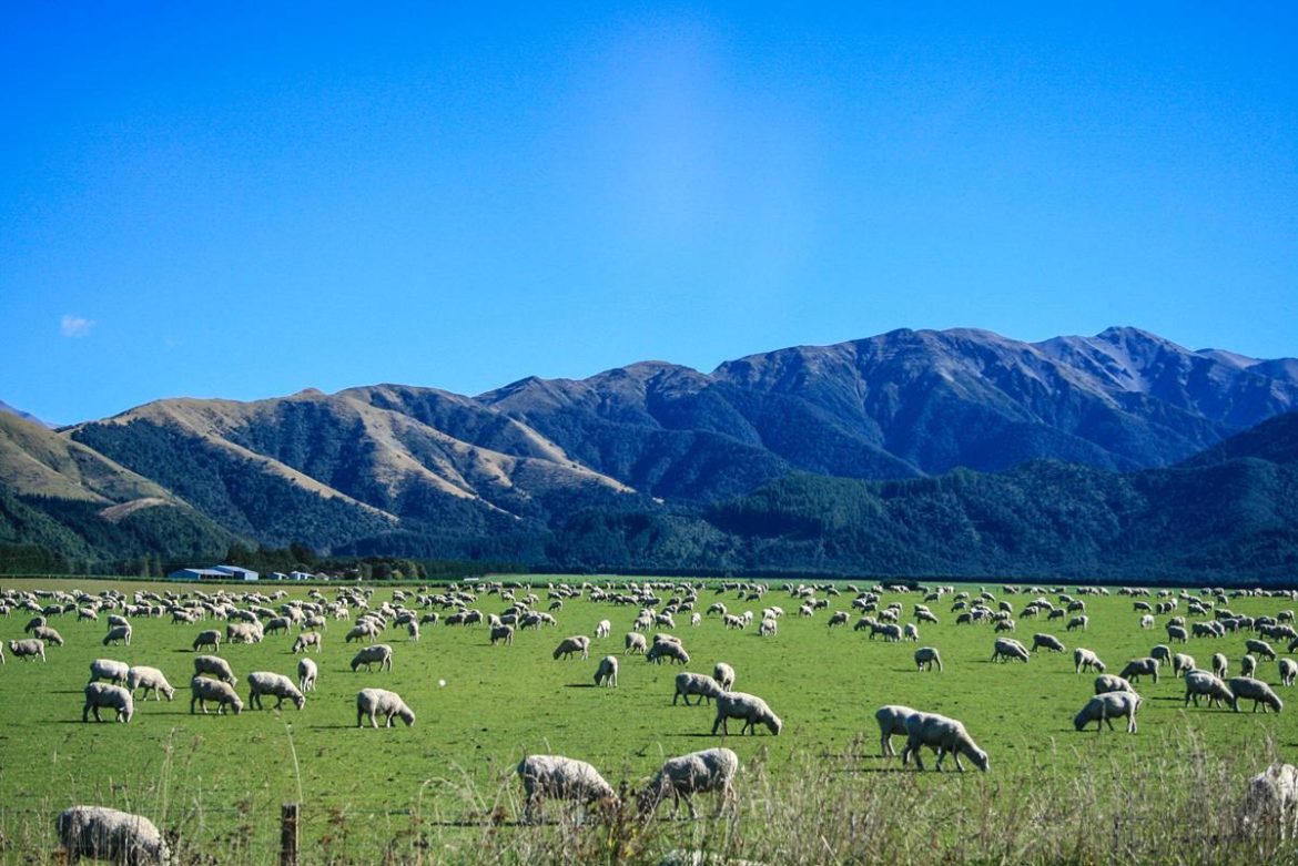 Beef cattle grow in New Zealand as sheep, dairy herds decline