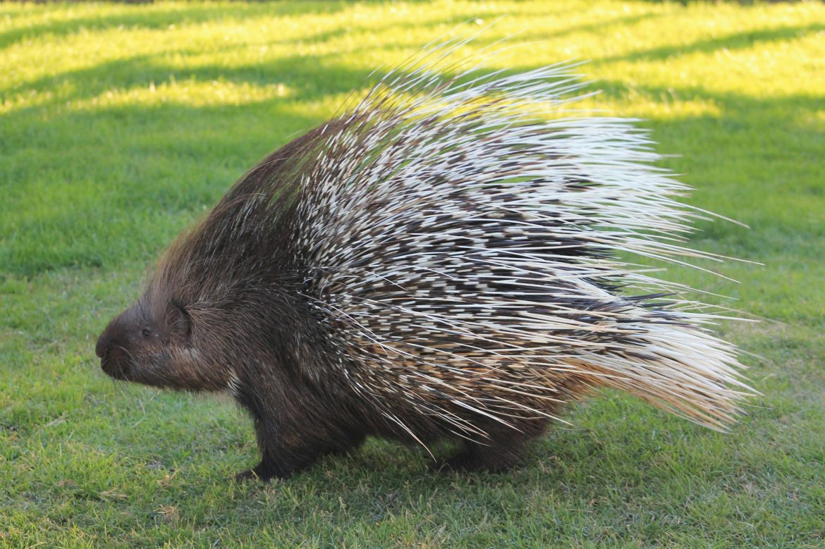 2 wild porcupines released into natural forests of Cambodia’s famed Angkor Park
