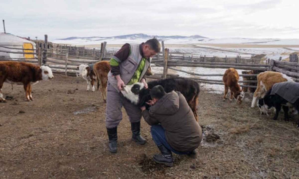 Outbreak of foot-and-mouth disease reported in southern Mongolia