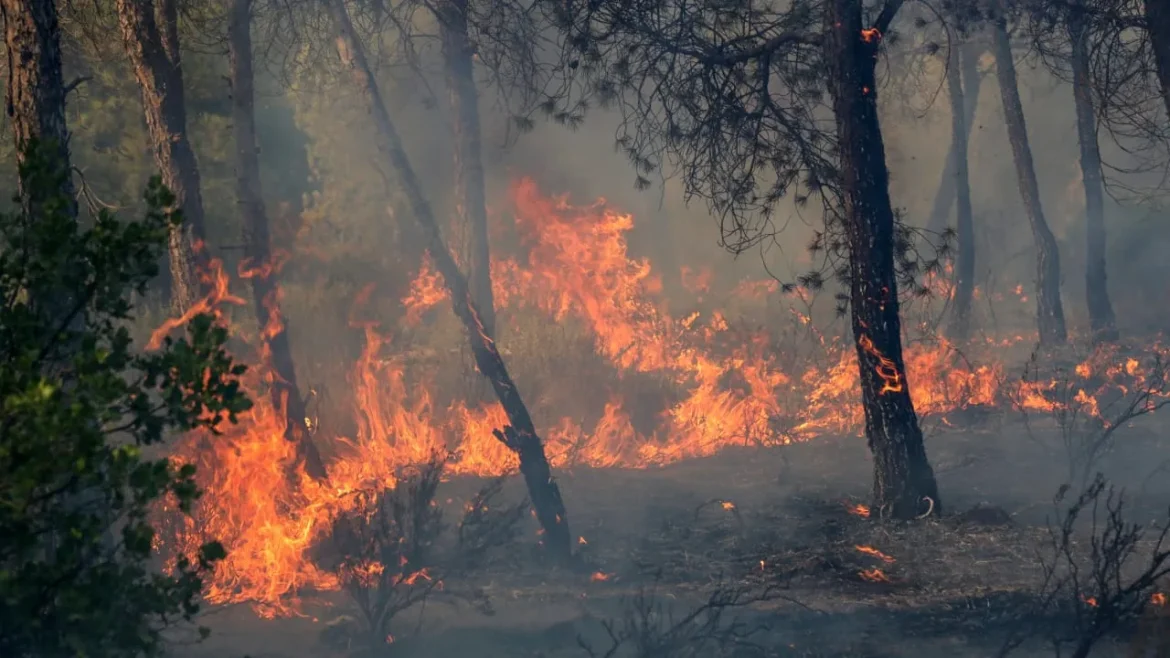 12 killed in Algeria wildfires