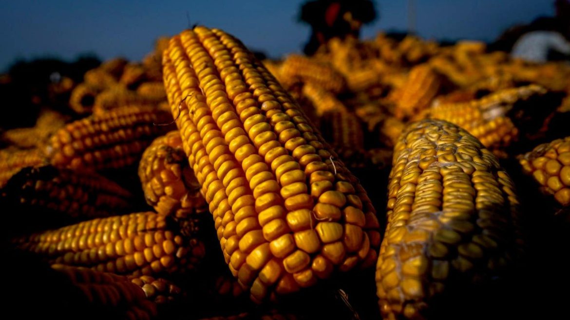 Zambia to purchase 2.7 mln tonnes of maize for strategic reserves
